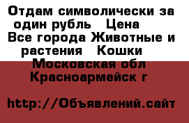 Отдам символически за один рубль › Цена ­ 1 - Все города Животные и растения » Кошки   . Московская обл.,Красноармейск г.